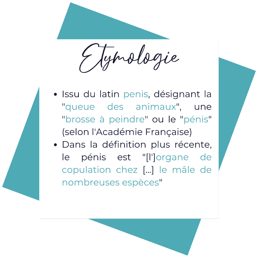 Etymologie du mot pénis. Issu du latin penis, désignant la queue des animaux ou une brosse à peindre