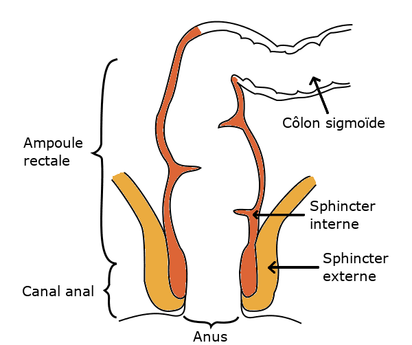 Schéma explicatif anus et rectum