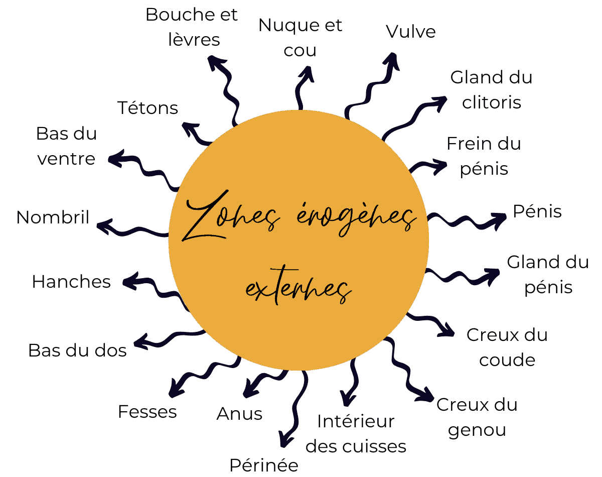 Zones érogènes externes  : nuque, cou, vulve, gland du clitoris, frein du pénis, pénis, gland du pénis, creux du coude, creux du genou, intérieur des cuisses, périnée, anus, fesses, bas du dos, hanches, nombril, bas du ventre, tétons, bouche, lèvres